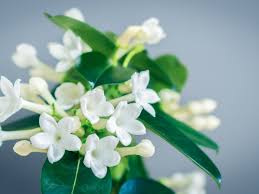 Did you use stephanotis bouquets for the ceremony? Stephanotis Flowers Info On The Stephanotis Flower Houseplant