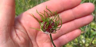 Maybe you would like to learn more about one of these? Wild Onion Game And Wildlife Conservation Trust