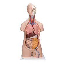 Human anatomy for muscle, reproductive, and skeleton. Human Torso Model Life Size Torso Model Anatomical Teaching Torso Unisex Torso 12 Part Torso