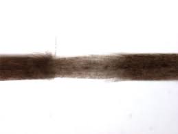 Image result for Trichoscypha silveirana