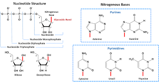 The two strands of dna are held together by hydrogen bonds that form between the nitrogenous bases in one strand and the nitrogenous b. Chapter 4 Dna Rna And The Human Genome Chemistry