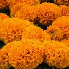 Image result for Tagetes erecta
