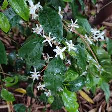 Image result for Coffea salvatrix