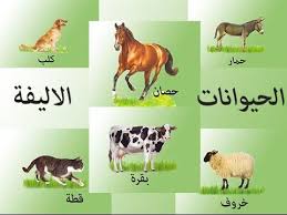 اصوات الحيوانات الاليفة واسمائها باللهجة المصرية Kids Learning Comics Books