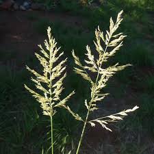 Image result for Eragrostis cilianensis