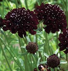 Scabiosa Black Knight Dark Flowers Flower Seeds Black Flowers