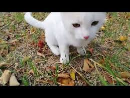 Minnos Kedi Yavrularina Bak Ne Guzel Oynuyorlar Beyaz Kedi Kedi Videosu Youtube Yavru Kediler Kedi Hayvan