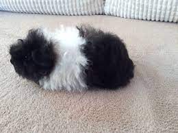 Pin On Ideas Everything Pets