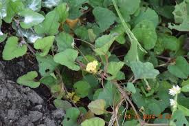 Image result for Merremia verecunda