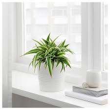 Ikea Us Furniture And Home Furnishings Ikea Plants Spider Plants Plants
