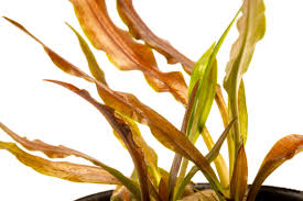 Image result for Isolepis costata