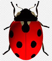 Computer Icons Ladybird Ladybug Insects Desktop Wallpaper Ladybug Png Pngwing Best ladybug wallpaper, desktop background for any computer, laptop, tablet and phone. computer icons ladybird ladybug