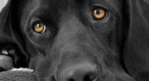 Grauer Und Gruner Star Bei Hunden Und Katzen Wie Behandeln Fedor Tiernahrung