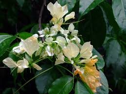 Image result for Crateva