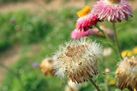 Here you may to know how to care for a cactus strawflower. How To Grow And Care For Strawflowers Gardener S Path