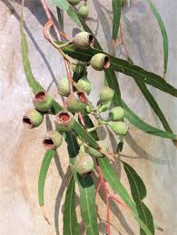 Image result for Eucalyptus citriodora