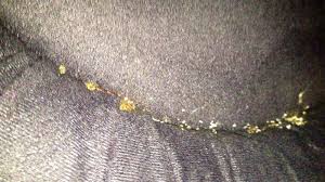 When bed bugs are present, bed bug couch covers keep all stages of a bed bug population within the zippered cover, preventing them from feeding and they will eventually die. Murphy Bed With Couch In Front Best Collections Of Sofas And Couches Sofacouchs Com Murphy Bed Couch Murphy Bed Bed Bugs