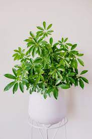 Schefflera Umbrella Bushy Plants Interior Design Plants Umbrella Tree