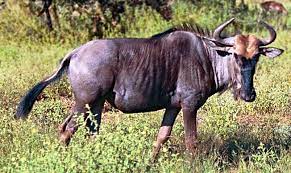 View original wildebeest image view wildebeest article. Wildebeest Simple English Wikipedia The Free Encyclopedia