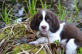 Abbey Our English Springer Spaniel Pup Springer Spaniel Puppies Springer Spaniel Spaniel Puppies