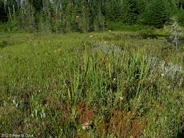 Image result for Xyris aristata