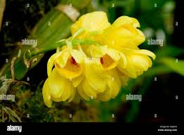 Image result for Limeum sulcatum
