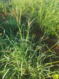 Image result for Digitaria velutina