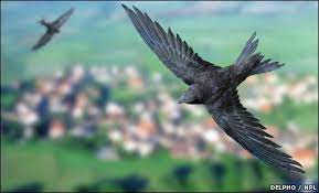 Naturally Speaking That S Pretty Swift The Mountain Ear