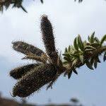 Image result for Adenocarpus mannii