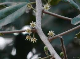 Image result for Manilkara mochisia
