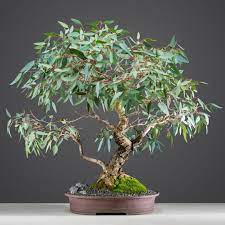 Buy eucalyptus leaves&foliages flowers and get the best deals at the lowest prices on ebay! Bonsai River Red Gum Eucalyptus Camaldulensis On Display At The National Bonsai Penjing Collection Of Australia Styled Bonsai Plants Flowering Trees Plants