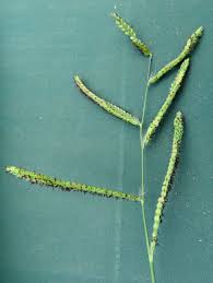 Image result for Paspalum