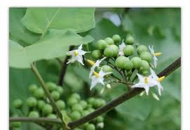 Image result for Solanum torvum