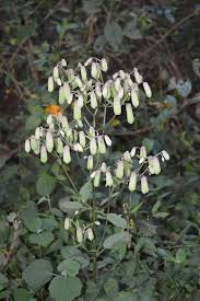 Image result for Kalanchoe hametiorum