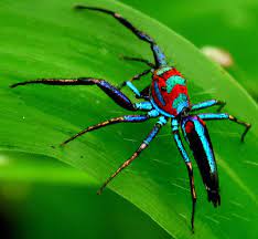 Elegant Golden Jumper Chrysilla Lauta Jumping Spider Spider Arachnids