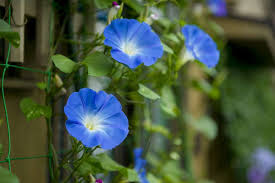 Morning Glory Definition Und Bedeutung Collins Worterbuch