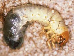 They do not kill the host animal, thus they are true parasites. Identifying Soil Beetle Pests Agriculture And Food