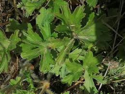 Image result for Pelargonium alchemilloides