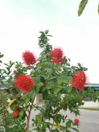 Image result for Combretum sp. A
