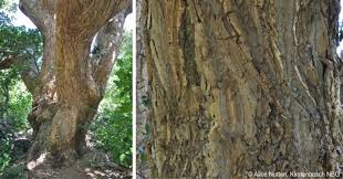 Image result for Erythrina abyssinica