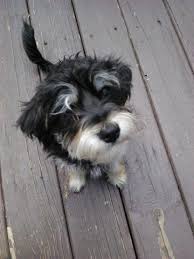 Extreme short faces, big eyes, silky coat…. Yorkie Poo Pets And Animals For Sale Michigan
