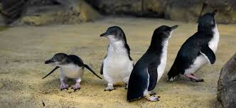 Fairy penguins have an average lifespan of 6.5 years. Dorset Welcomes Europe S Only Colony Of Fairy Penguins Visit Dorset