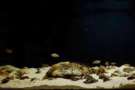 Image result for Tetradenia tanganyikae