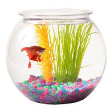 Grreat Choice 5 Gallon Fish Bowl Aquariums Petsmart Fish Bowl Goldfish Bowl Aqua Accents