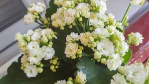 Image result for Kalanchoe calandiva