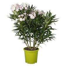 Here is some helpful information from our handbook regarding oleander culture Piardino Oleander Nerium Oleander Topfgrosse 24 Cm Blutenfarbe Sortenabhangig Bauhaus