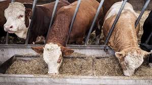 It's challenging to get precise numbers for any number of reasons (that's an what's your cost structure look like? Advice For Finishing Beef Cattle At Lower Carcass Weights Farmers Weekly