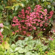 Image result for Heuchera cylindrica Greenfinch