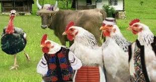 Halaya Pet Chickens Chickens Backyard Chicken Pictures