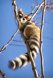 Resultado de imagen para CACOMIXTLE